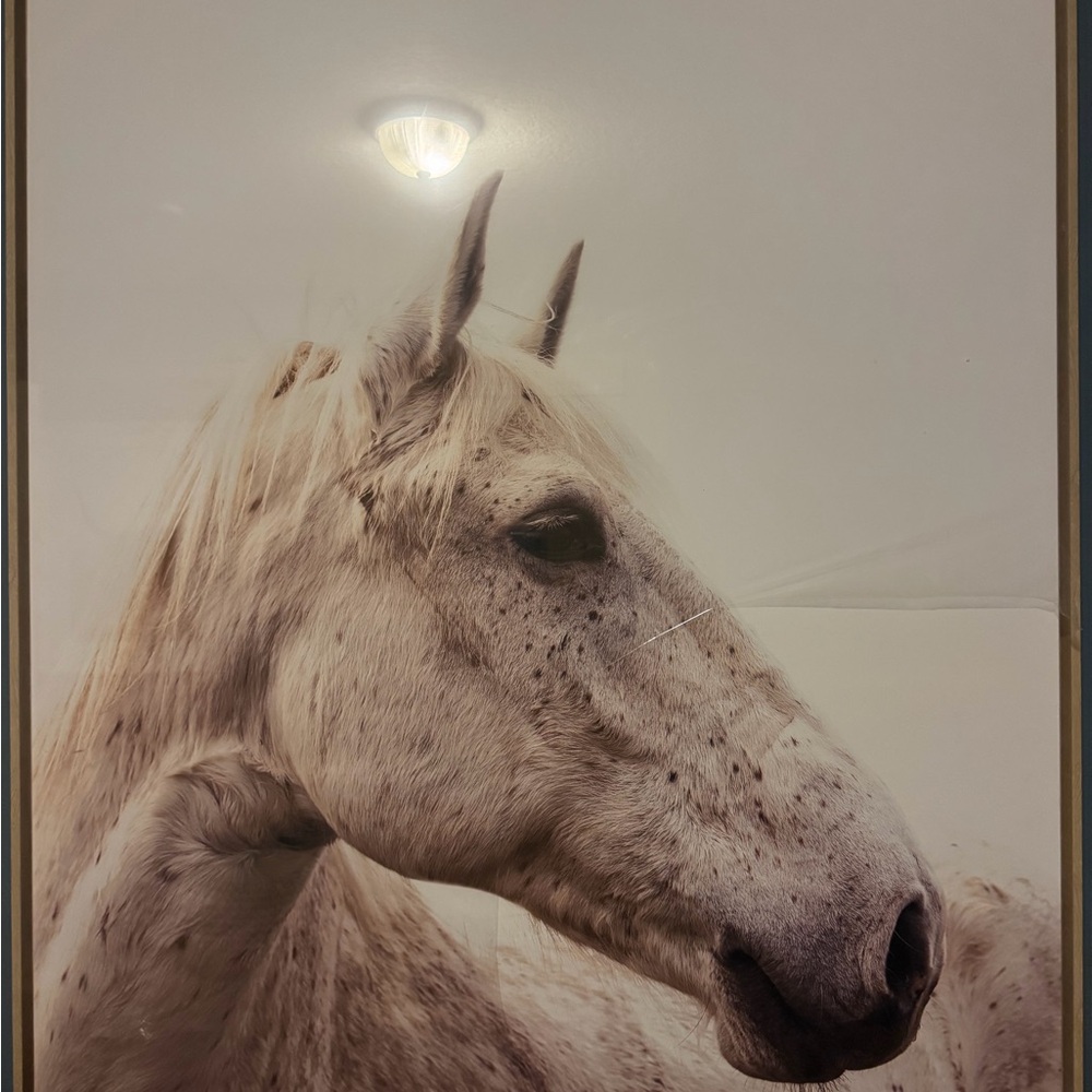 XL Horse Framed Wall Art